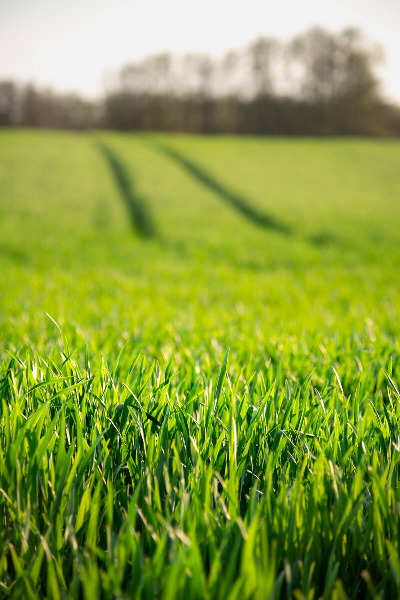 Halme eines grünen Kornfelds im Frühling im Gegenlicht