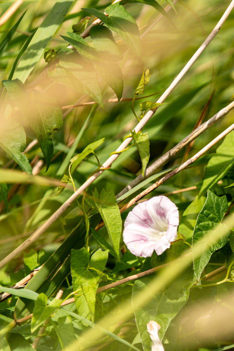 Ackerwinde im Schilfrohr