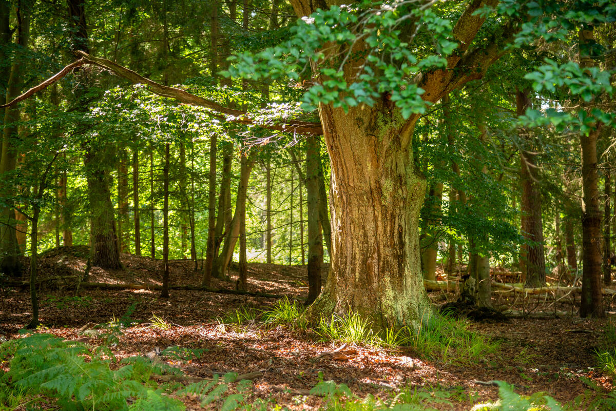 Alte Rotbuche im Darßwald