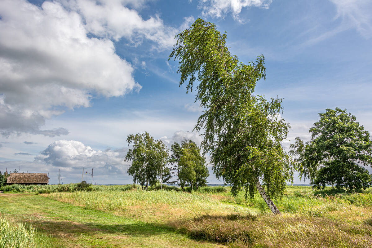 Birke auf eine Wiese am Bodden bei blauem Himmel mit Schönwetterwolken