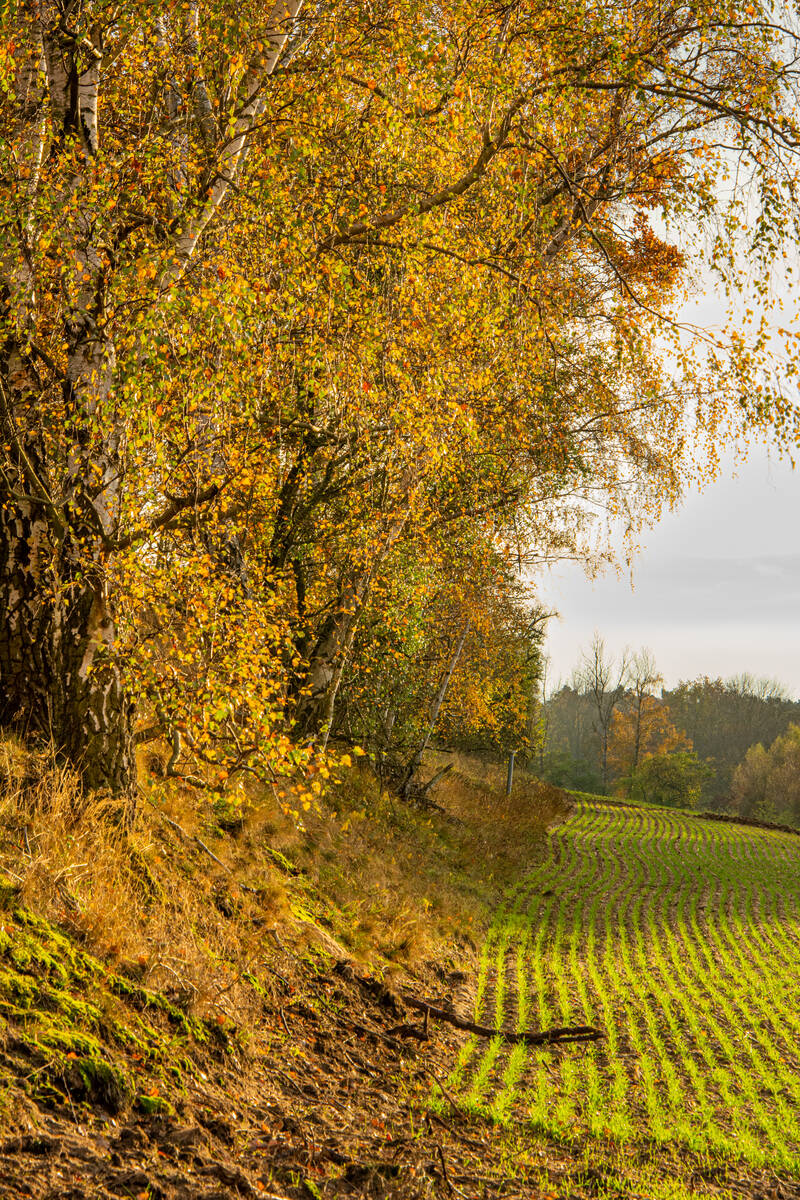 Birken mit herbstlichem Laub am Feldrand; die Szene ist von der tief stehenden Sonne angestrahlt