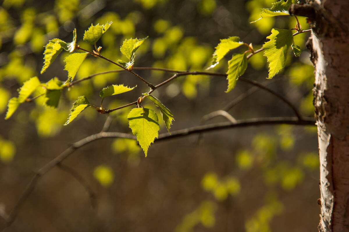 Birkenlaub im Frühling im Gegenlicht