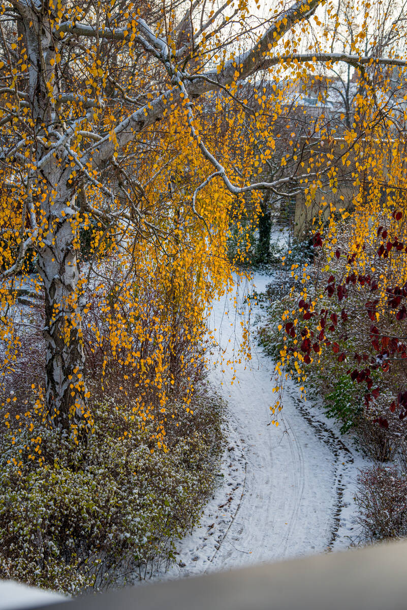 Birkenlaub vor verschneitem Fußweg, das gelb-orange leuchtet