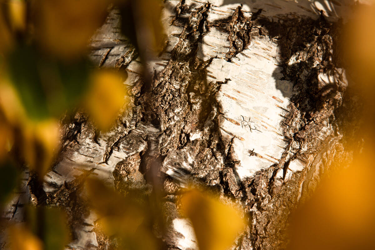 Birkenrinde mit herbstlichem Laub im Vordergrund des Baums