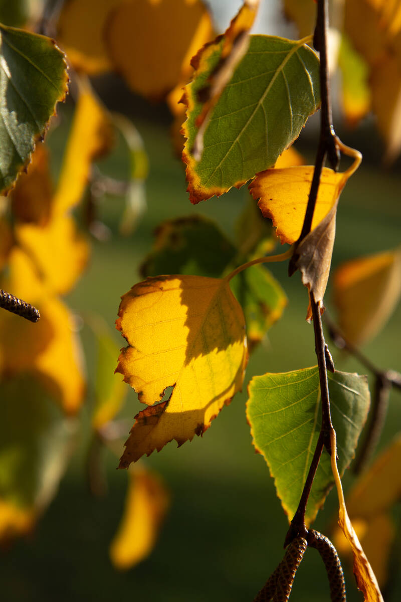 Birkenzweige mit herbstlichem Laub vor Stamm des Baums