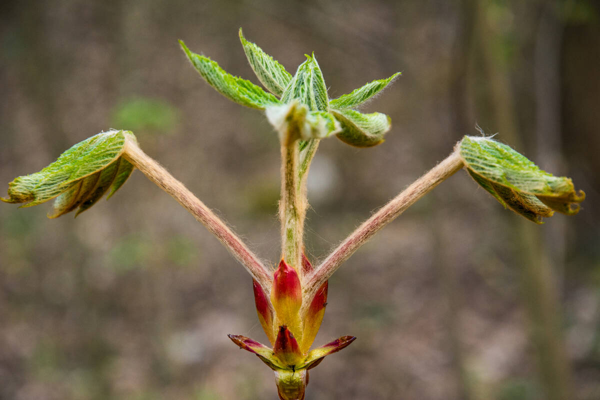 Blätter einer Kastanie, die sich im Frühling entfalten