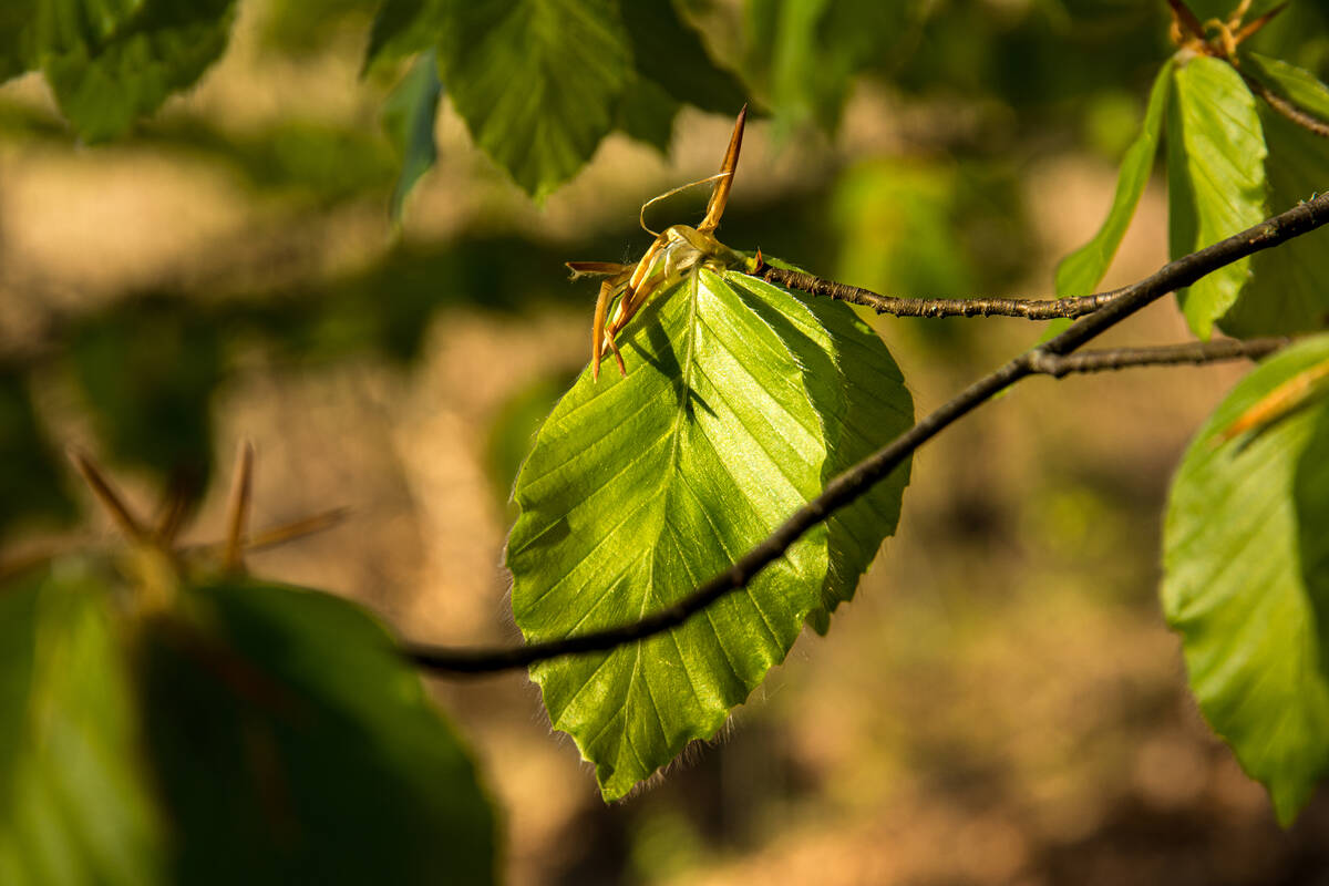 Buche mit ganz frischem Grün: Blätter von der Sonne angestrahlt