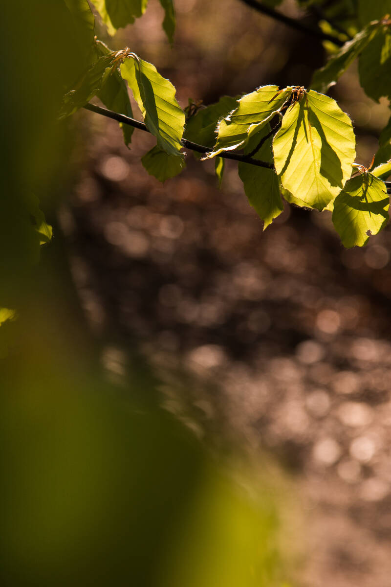 Buchenlaub vor unscharfem Waldboden mit Sonnenflecken