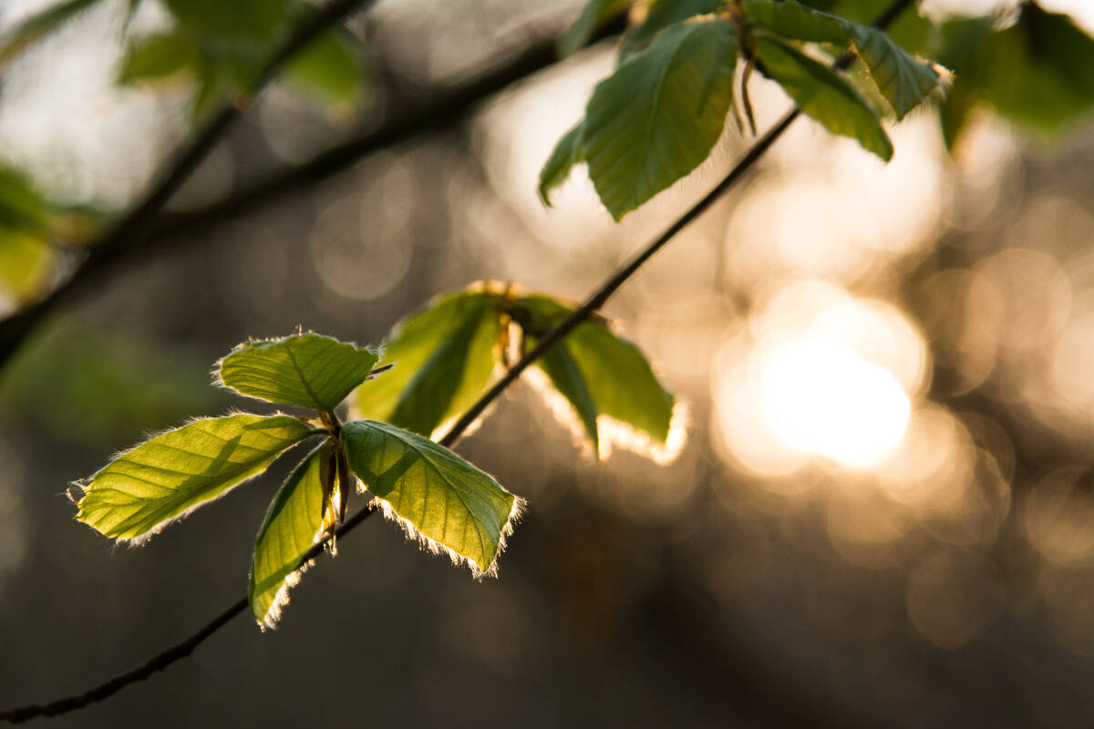 Buchenlaub mit dem Glitzern der Sonne auf einer Wasserfläche unscharf im Hintergrund