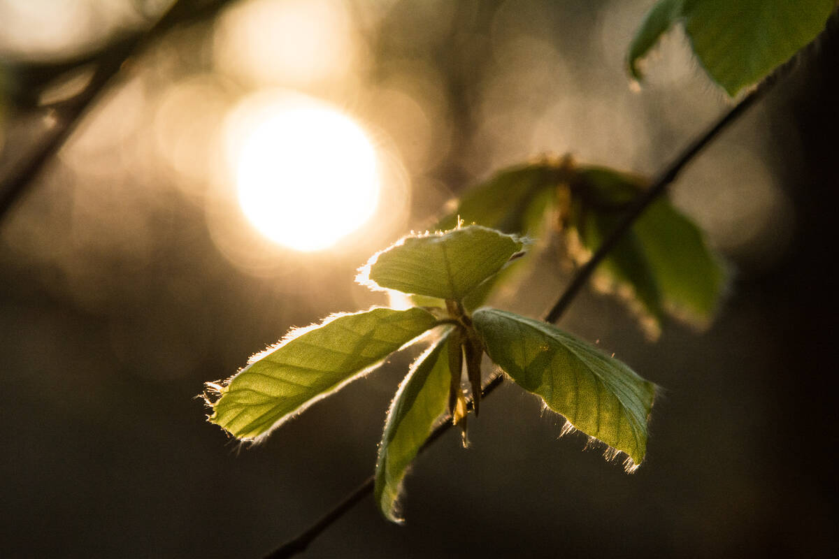 Buchenlaub mit Reflexion der Sonne auf einer Wasserfläche unscharf im im Hintergrund