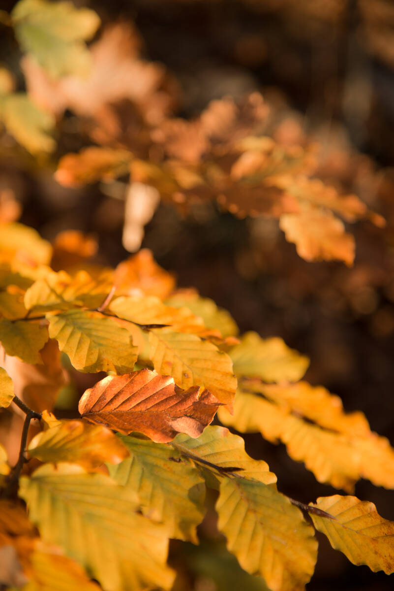 Buchenzweige mit Herbstlaub und kleinen Blattknospen im Wald, Unschärfe im Hintergrund