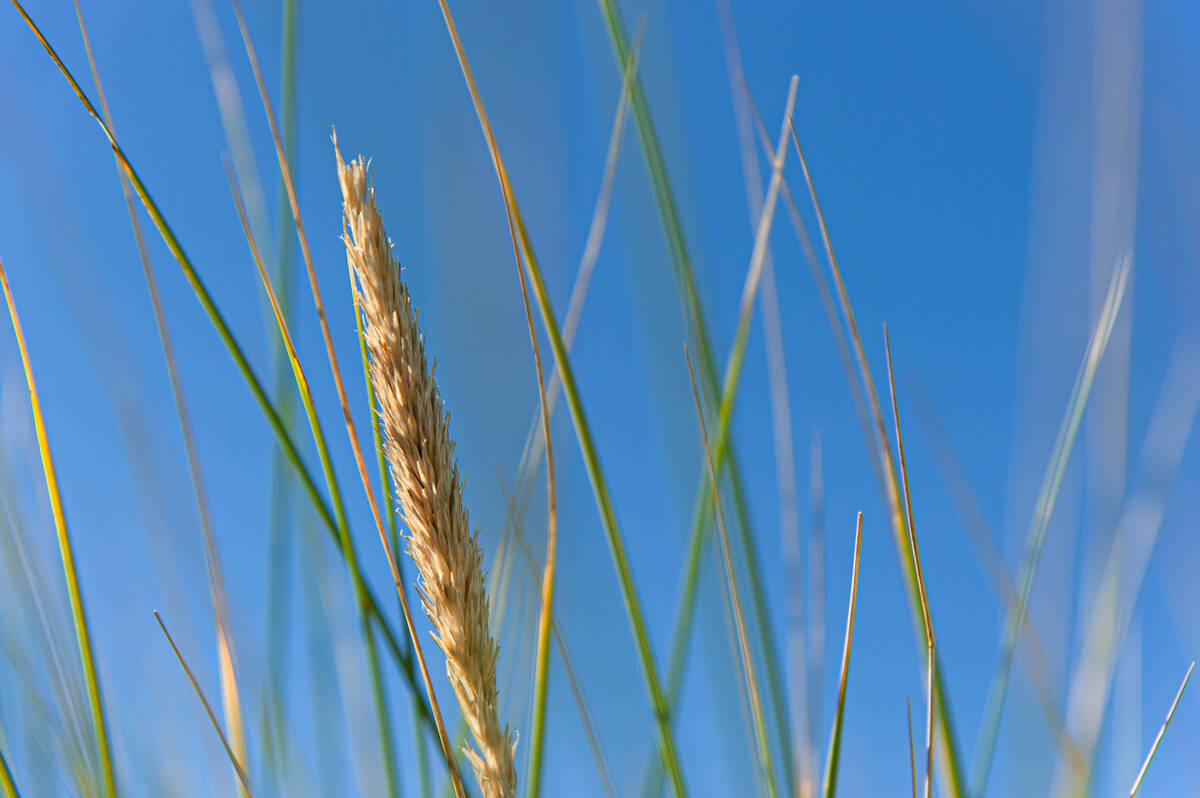 Dünengras mit einzelner Ähre vor azurblauem Himmel