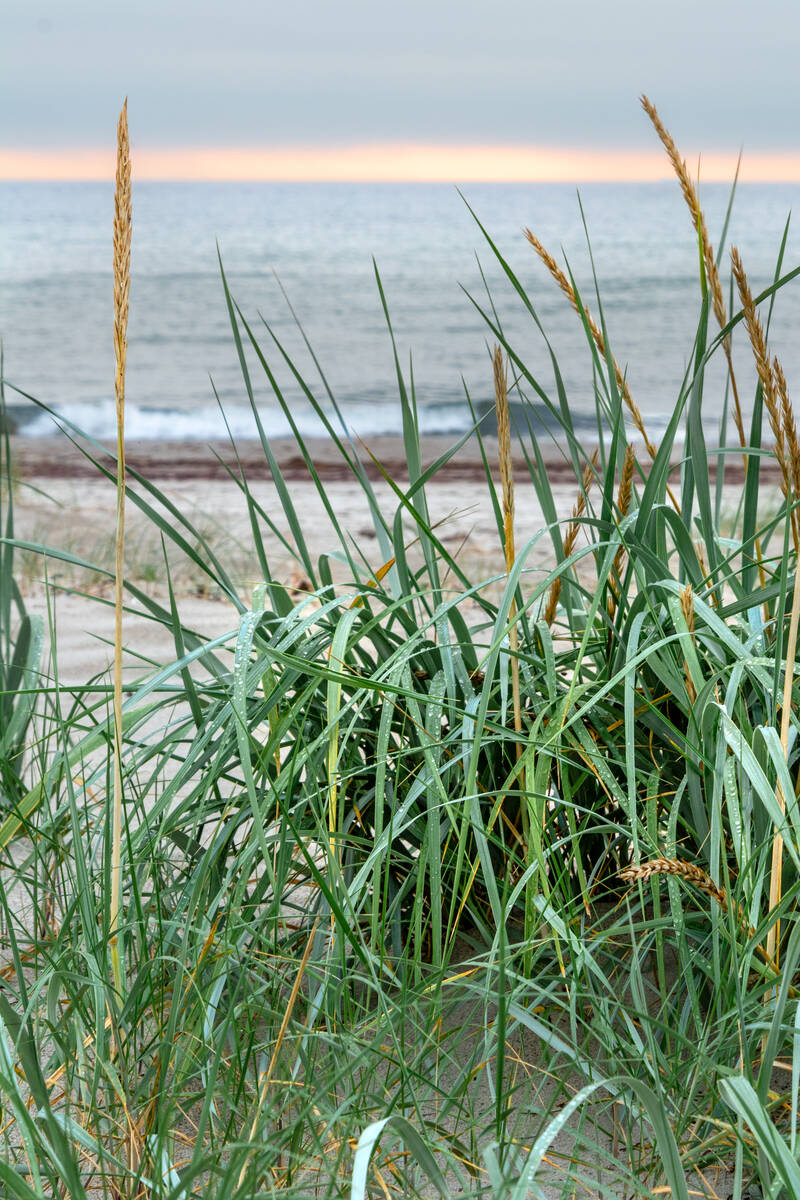 Dünengras bei abendlichem Gegenlicht vor ruhiger See mit Regentropfen auf den Halmen