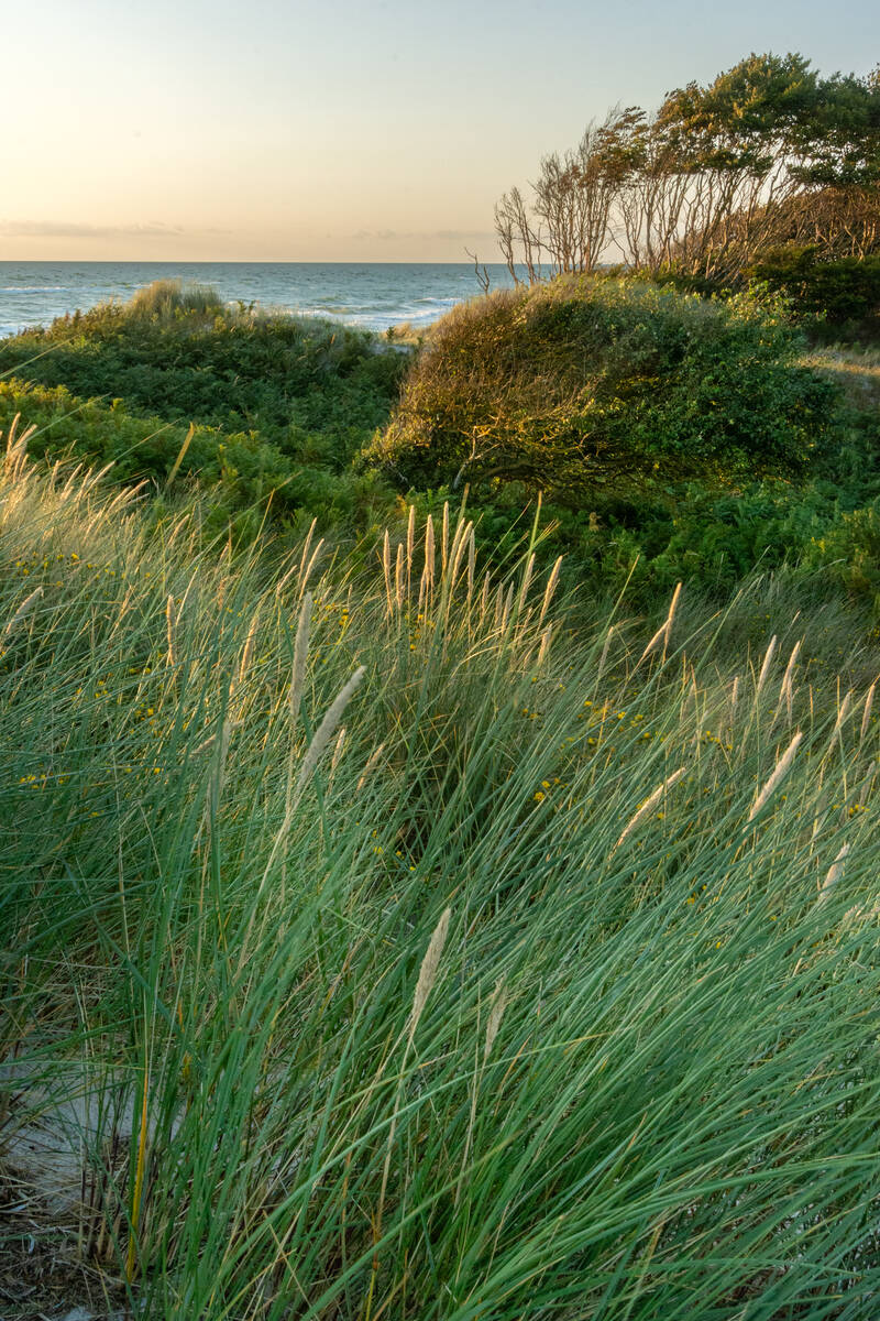 Dünenlandschaft am Meer mit Windflüchtern im Hintergrund