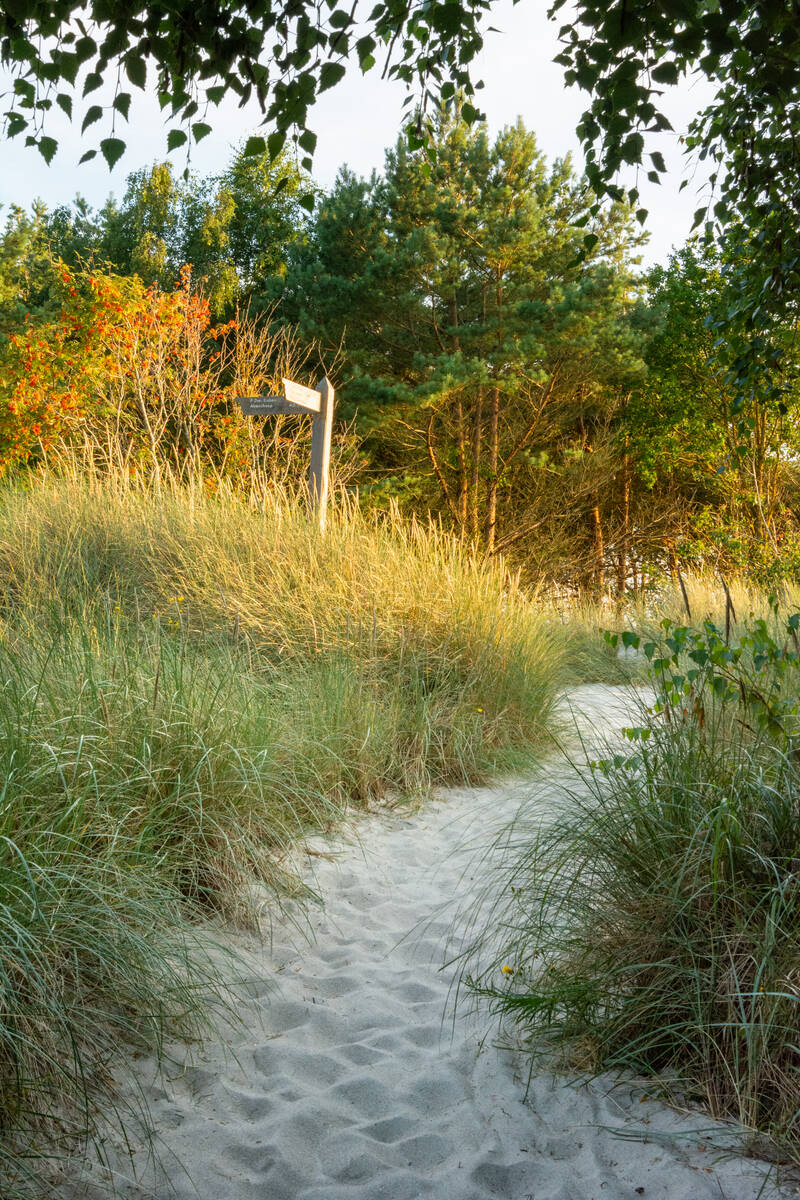 Dünenpfad durch Gräser im Abendlicht vom Wald zum Strand