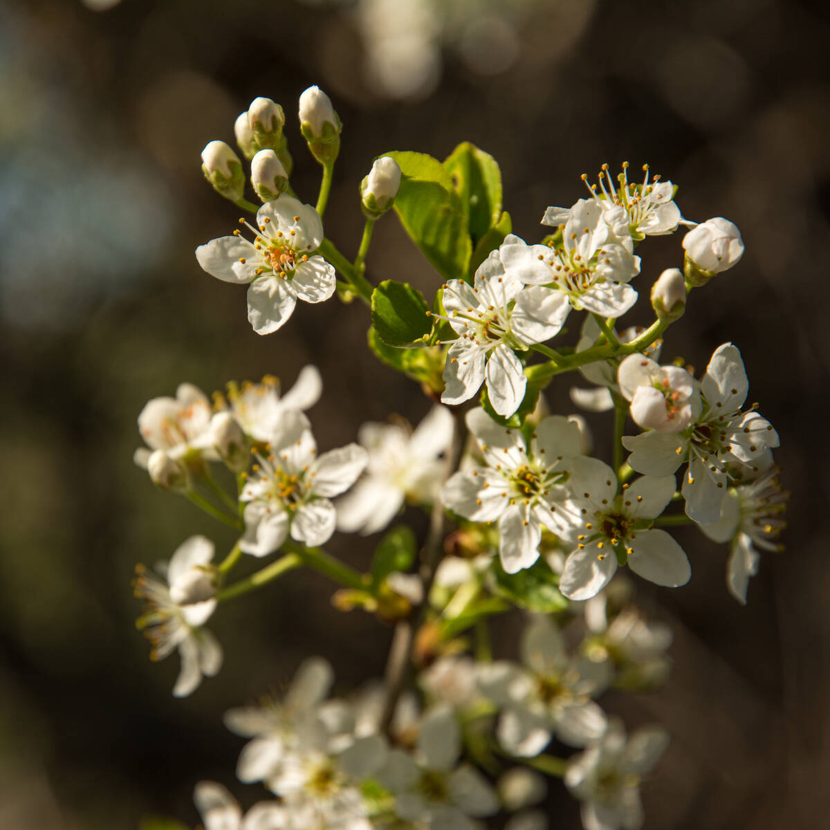 Dolde mit weißen Blüten, die sich von einem unscharfen Hintergrund abheben