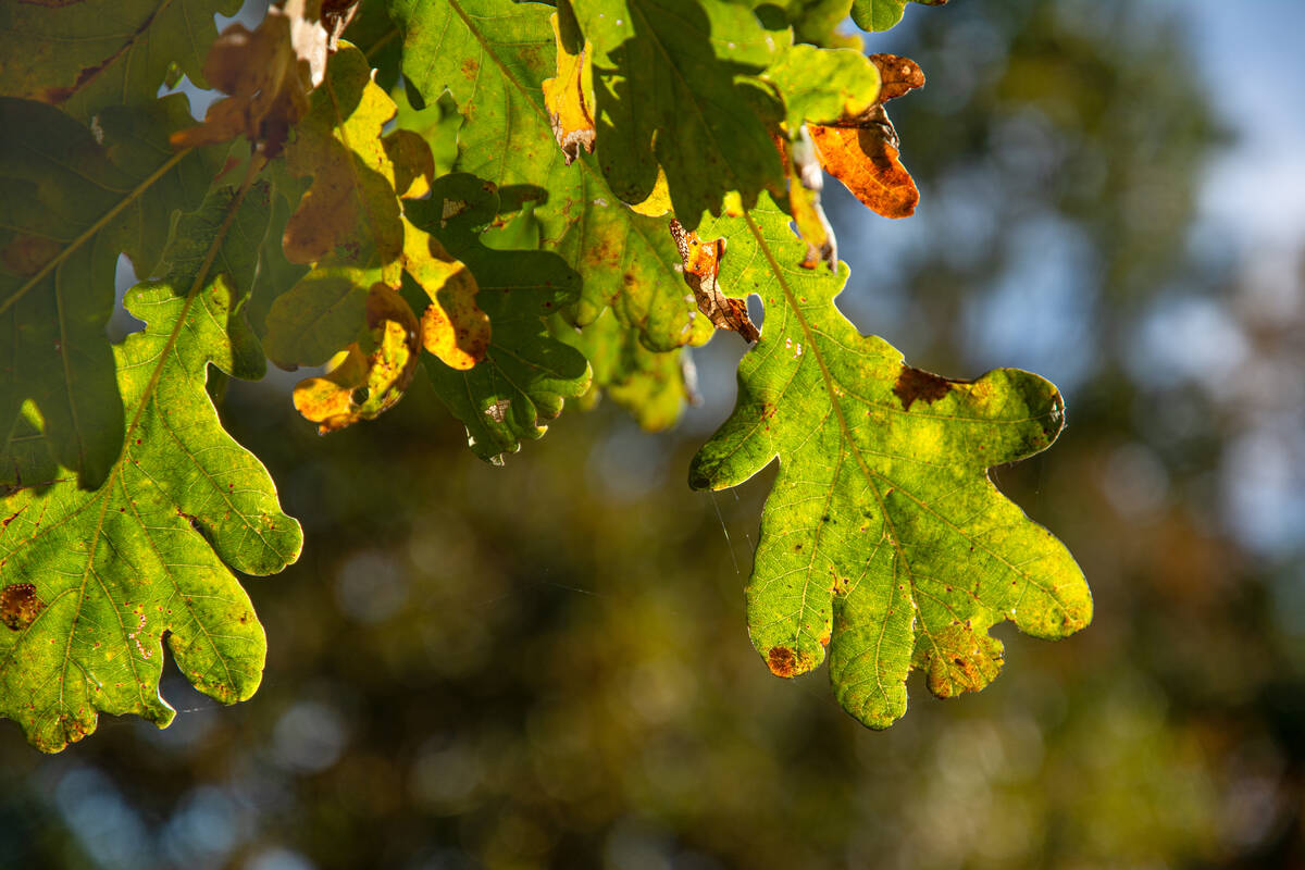 Eichenlaub am Baum, das sich herbstlich verfärbt