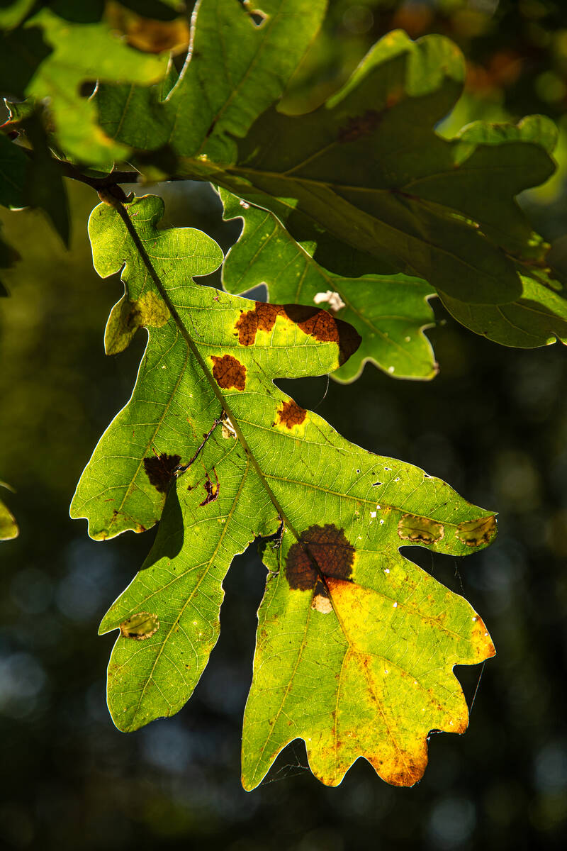 Eichenlaub am Baum, das sich herbstlich verfärbt