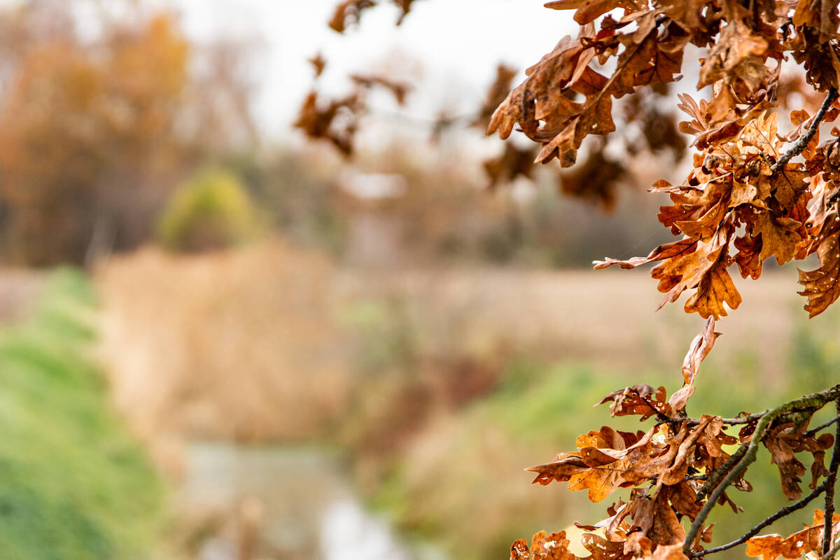 Eichenlaub an einem Zweig vor einem herbstlichen Feld mit Wassergraben im Hintergrund