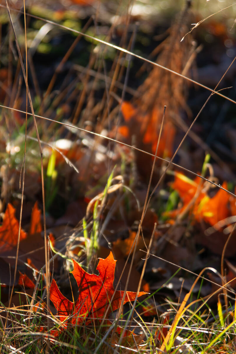 Eichenlaub im kaum noch grünen Gras, das rotorange im Gegenlicht leuchtet