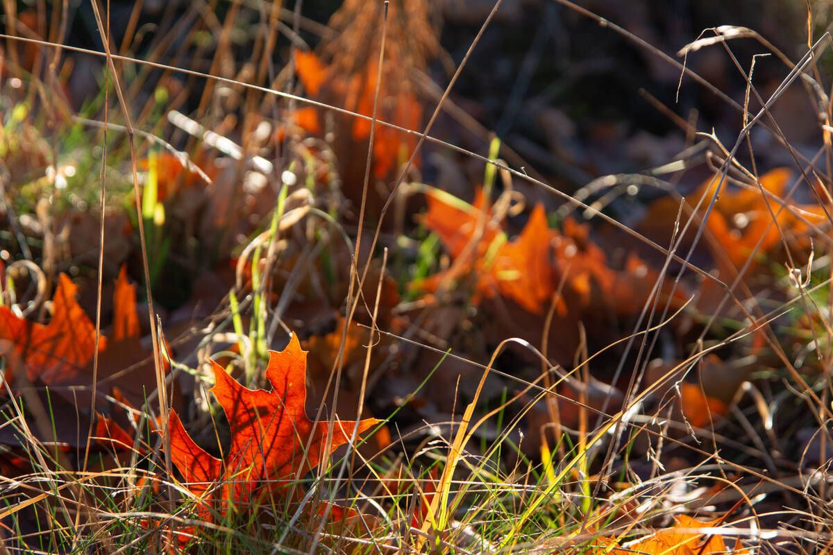 Eichenlaub im kaum noch grünen Gras, das rotorange im Gegenlicht leuchtet