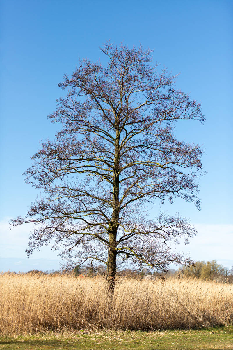 Erle vor strahlend blauem Himmel in einem noch gelben Schilfgürtel am Bodden