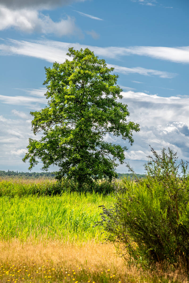 Erle vor Schilfgürtel am Bodden im Sommer