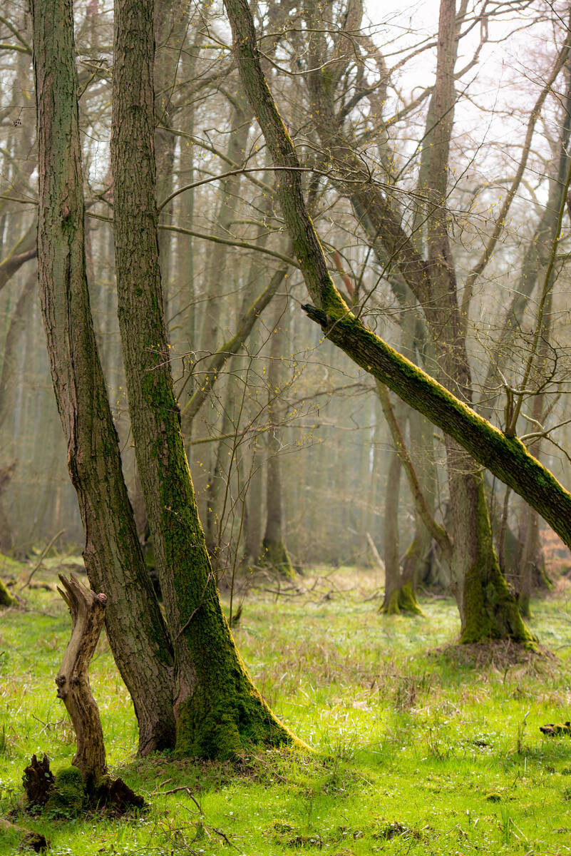 Erlengrund im Darßwald: Miteinander verwachsene Erlenstämme im diffusen Gegenlicht