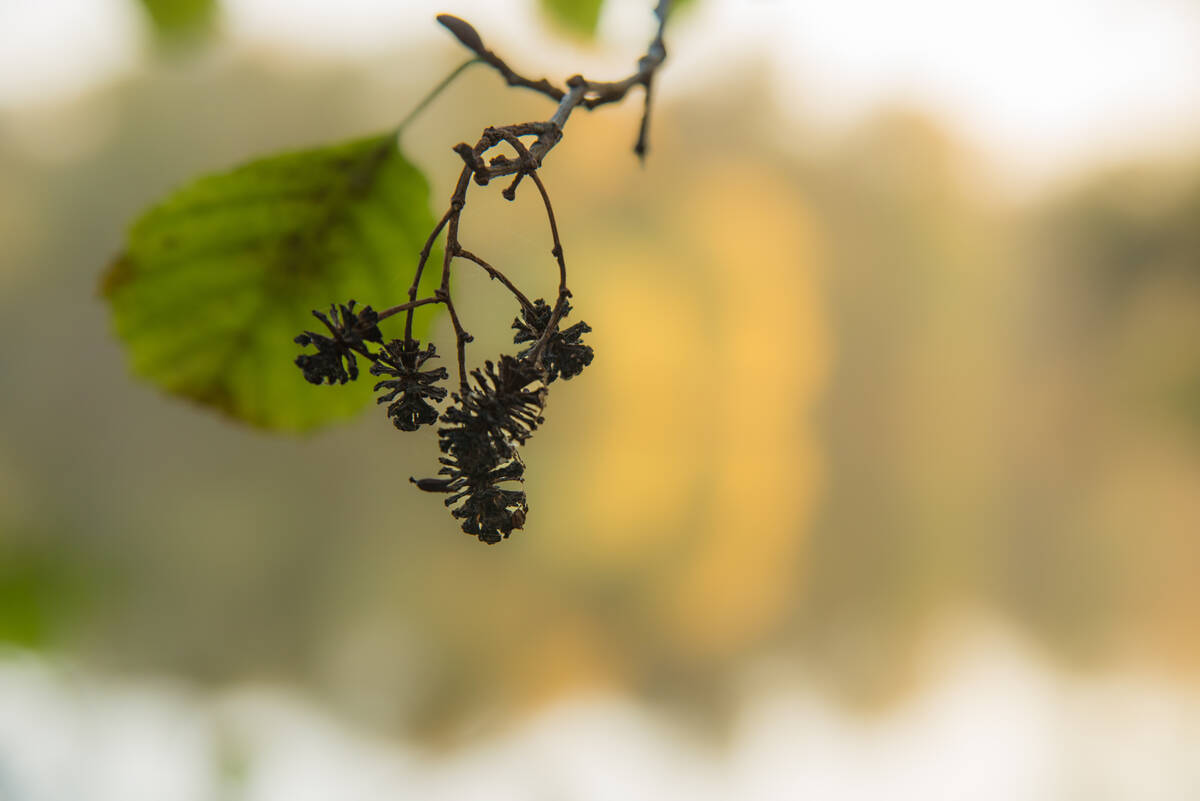 Erlenkätzchen vor unscharfem gegenüberliegendem Ufer des Stadtkanals im Herbstlicht