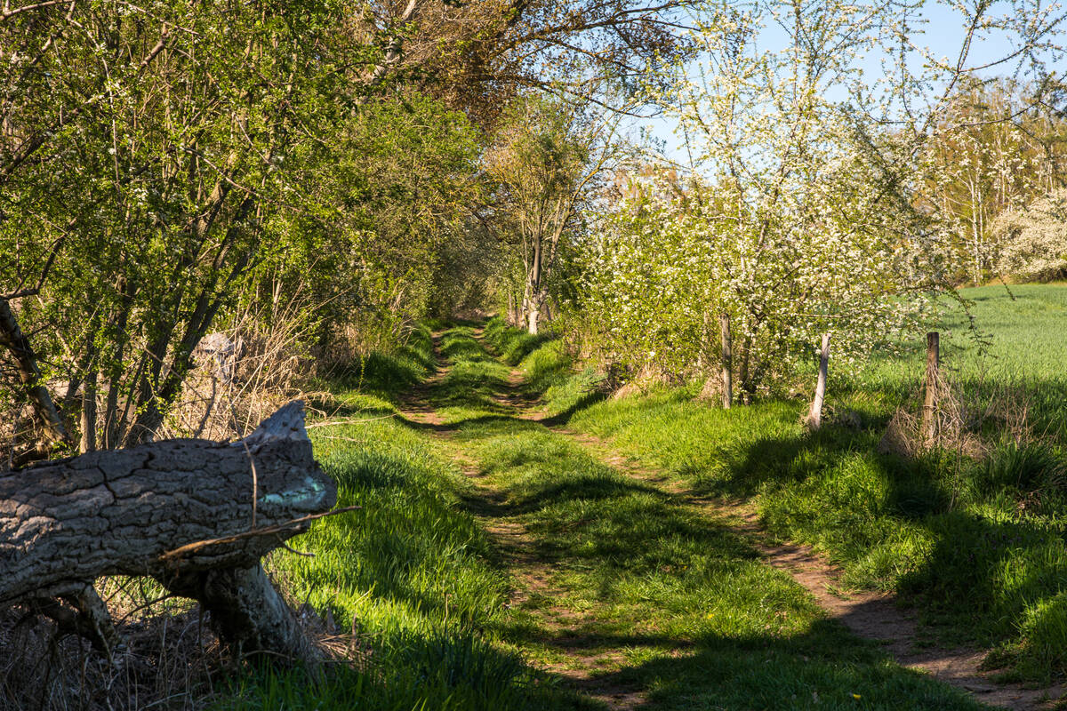 Feldweg mit blühenden Bäumen und Büschen an einem grünen Feld