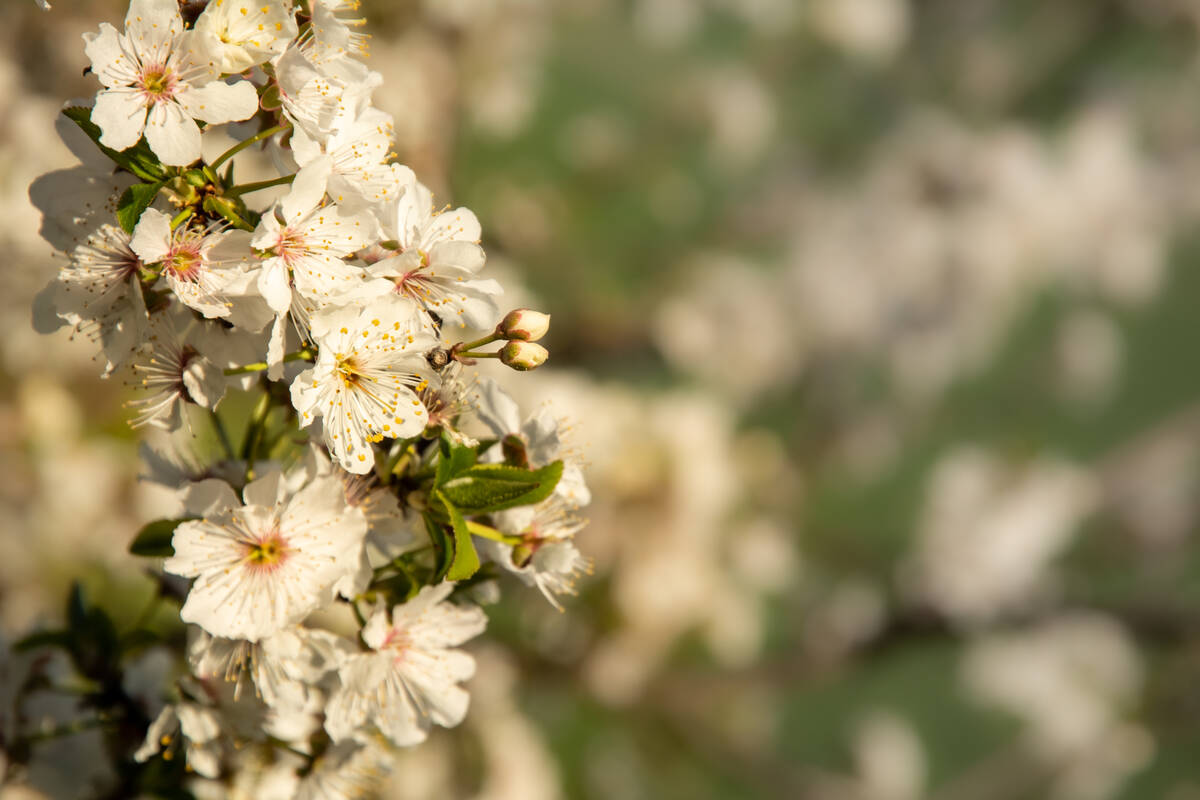 Frühlingsblüten am Zweig eines Busches