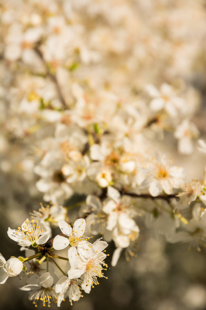 Frühlingsblüten am Zweig eines Busches