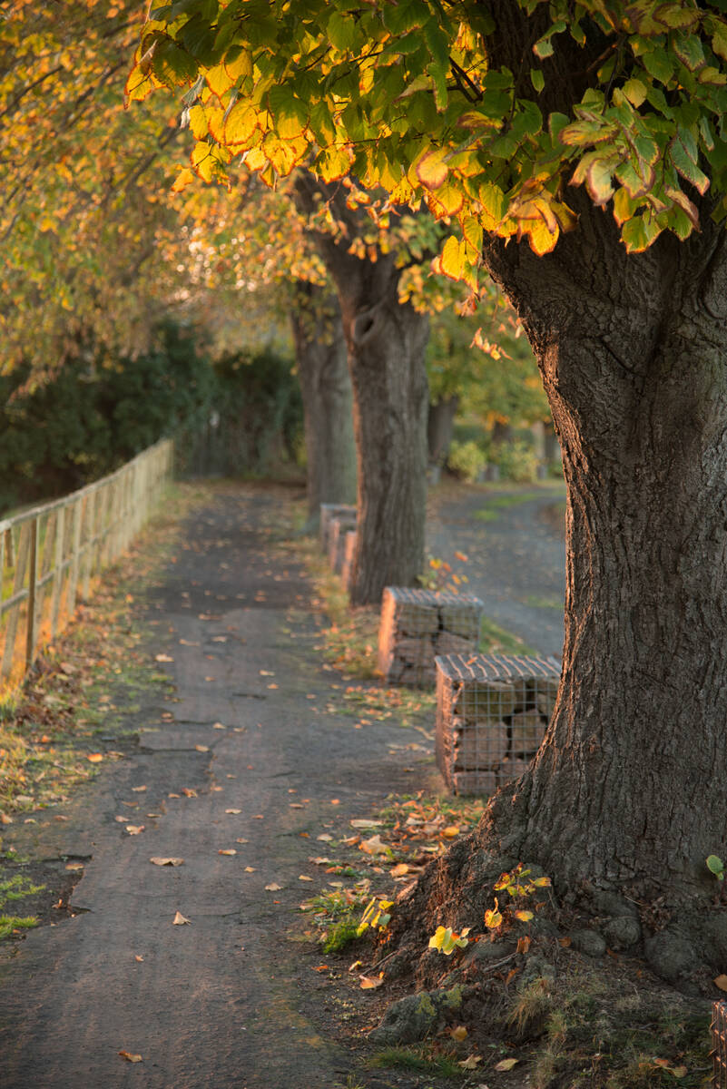 Fußweg entlang einer Reihe von Linden im abendlichen Gegenlicht