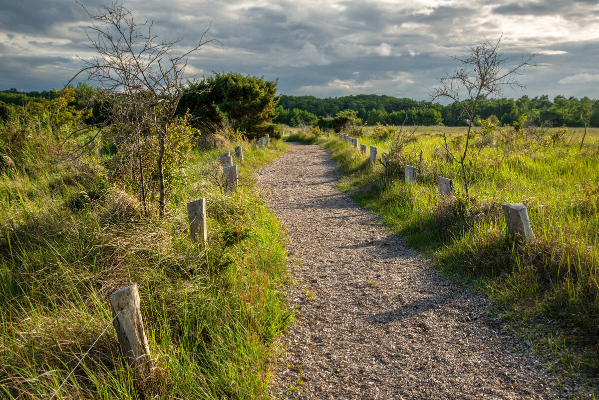 Fußweg durch die Küstenlandschaft am Darßer Ort