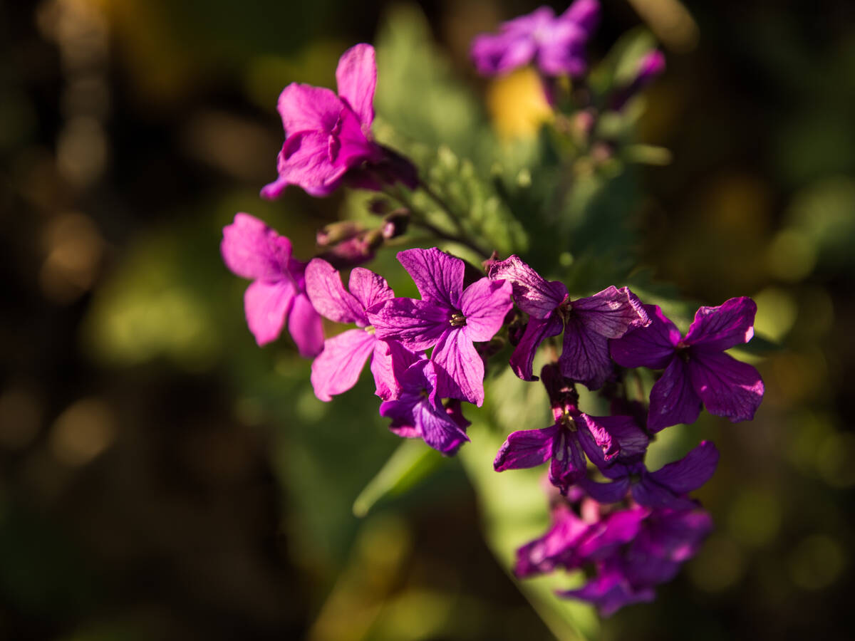 Gartensilberblatt in voller Blüte und von der Sonne angestrahlt mit magentafarbenen Blüten