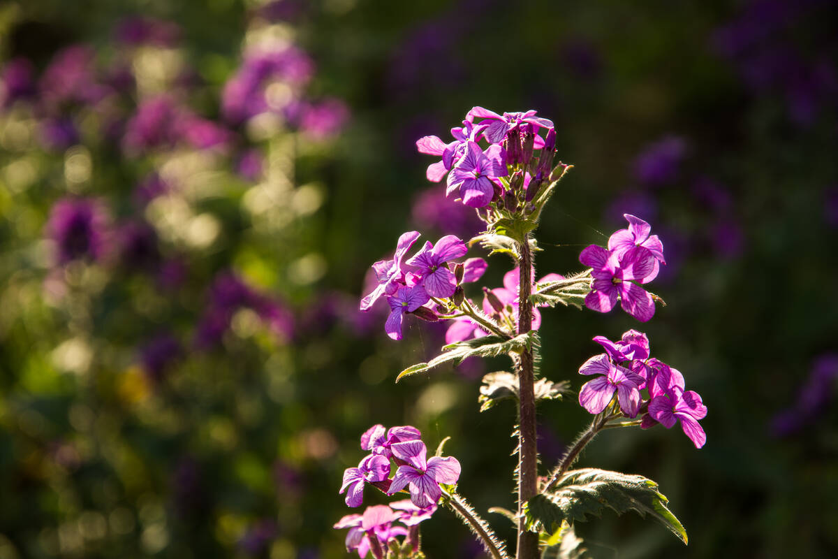 Gartensilberblatt in voller Blüte im Gegenlicht mit magentafarbenen Blüten und weiteren Pflanzen unscharf im Hintergrund