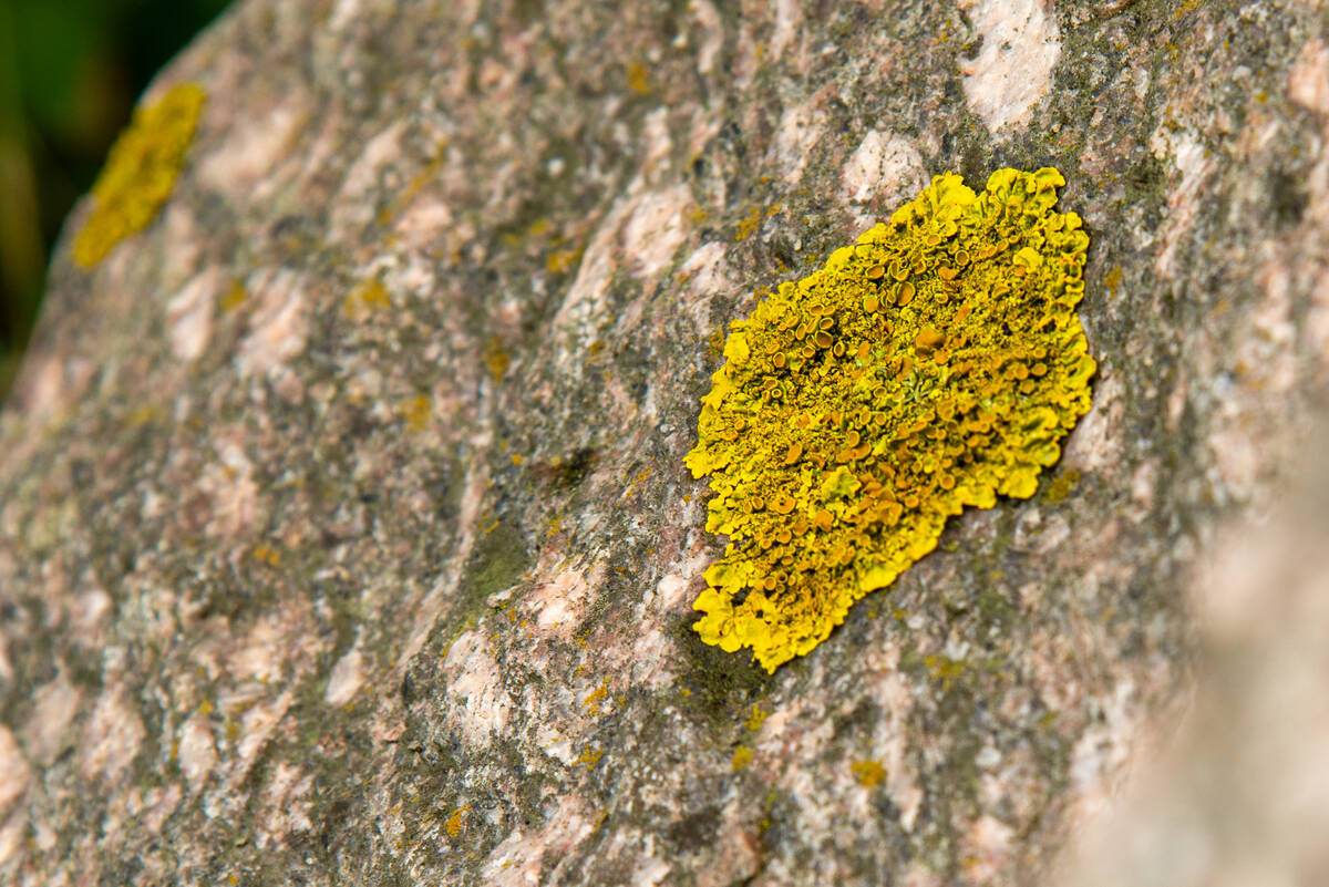 Gelbflechte auf Granitfelsen