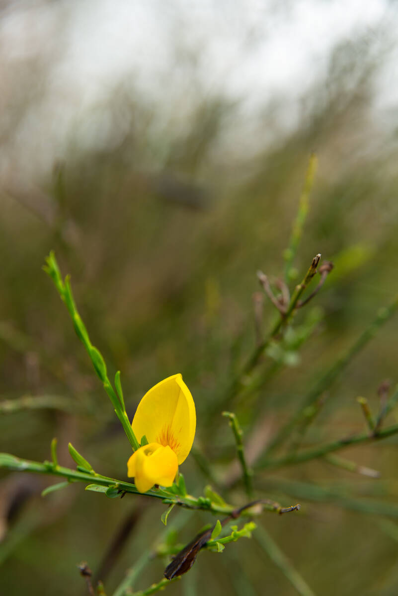 Ginsterblüte im Herbst