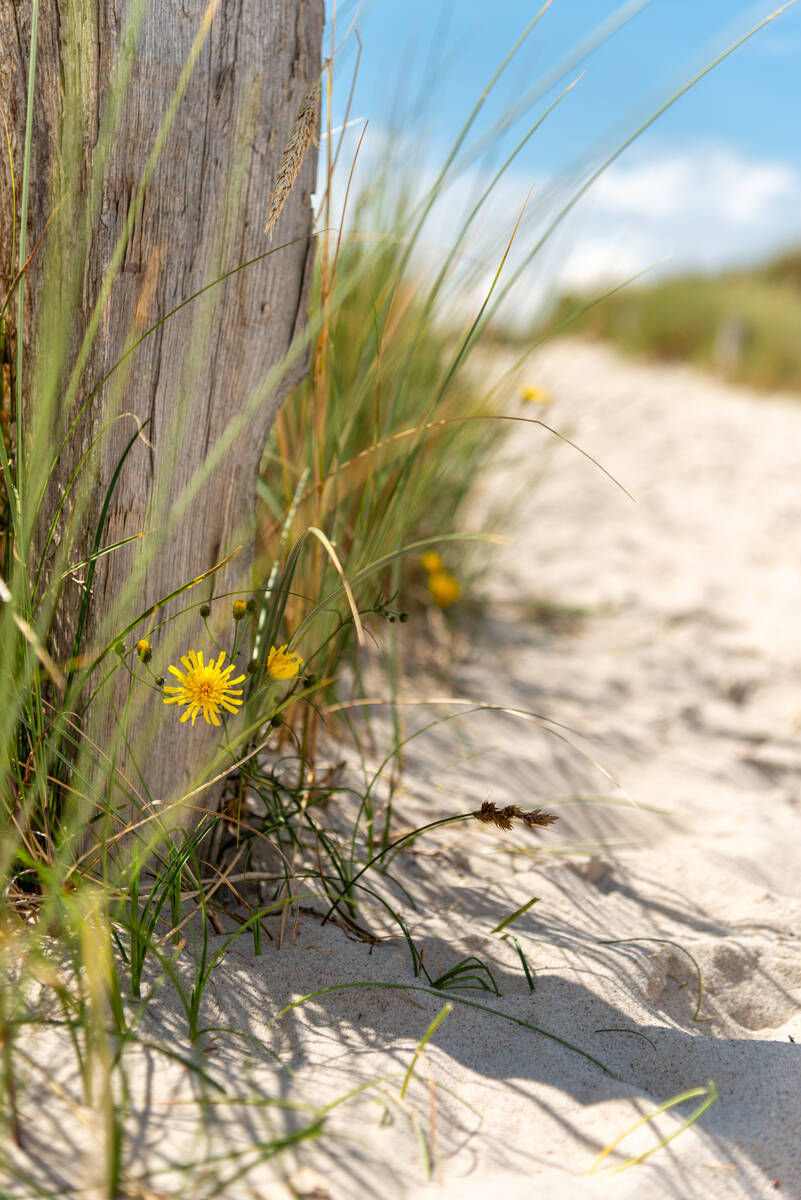 Glattes Habichtskraut am Dünenweg zum Meer