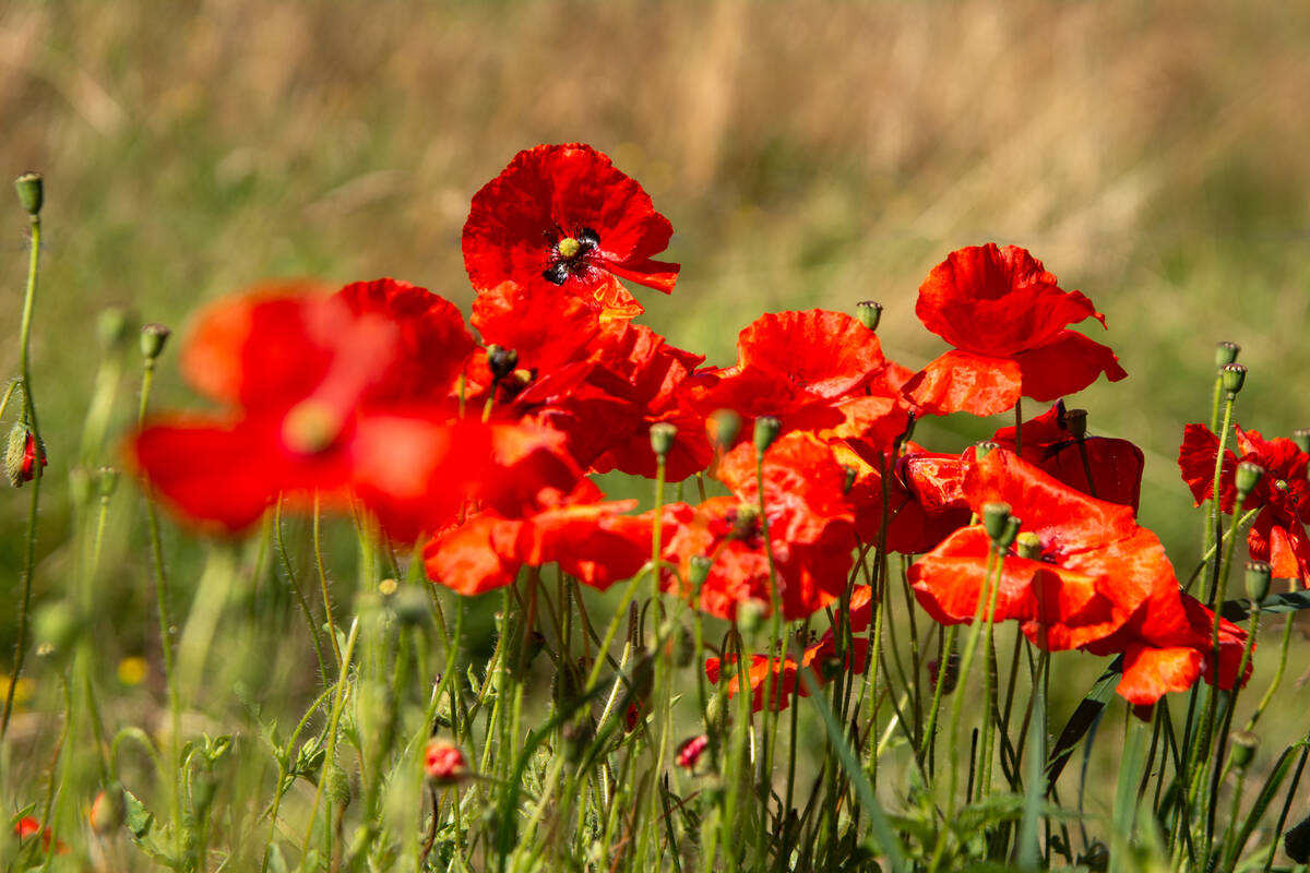 Gruppe strahlend roter Mohnblumen in der Morgensonne