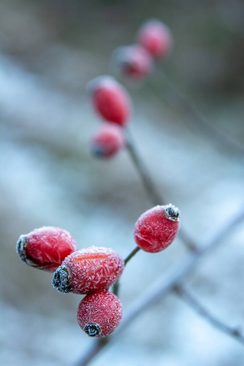 Hagebutten mit Eiskristallen an blattlosen Zweigen