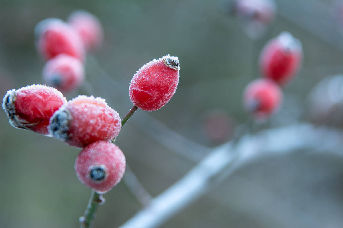 Hagebutten mit Eiskristallen an blattlosen Zweigen