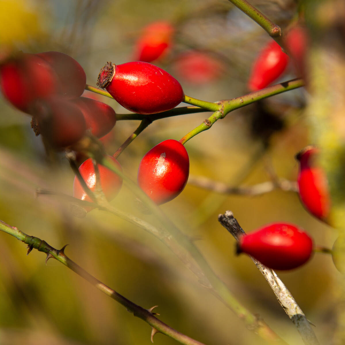 Hagebutten im Dickicht des Rosenbusches