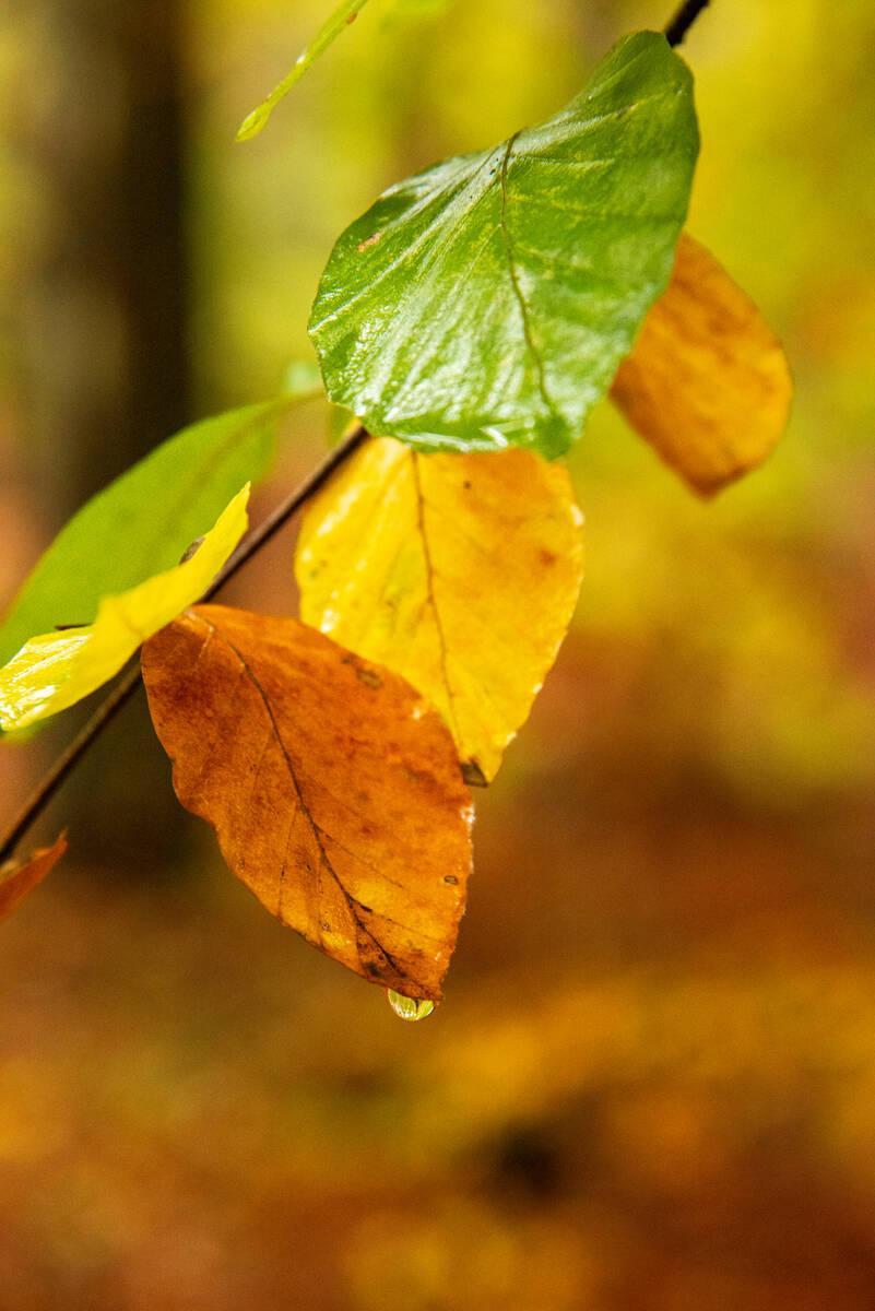 Herbstlaub mit Wassertropfen