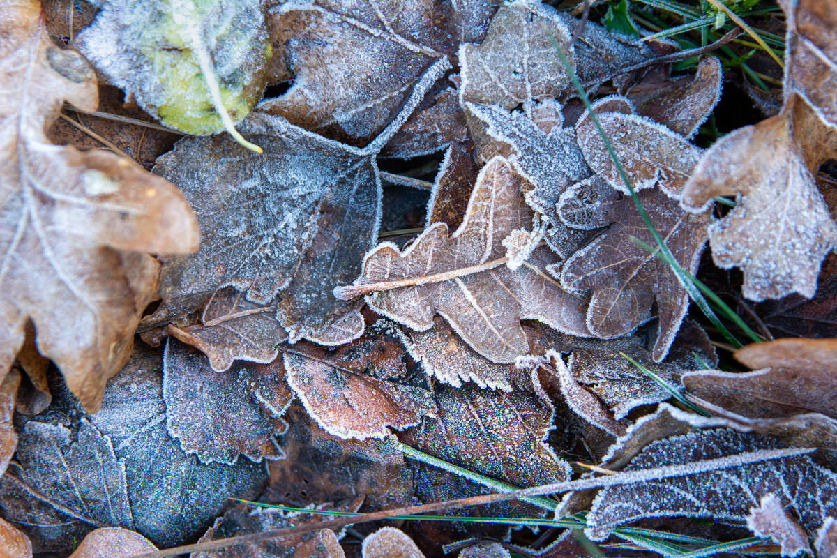 Herbstlaub im Winter mit Raureif auf Gras