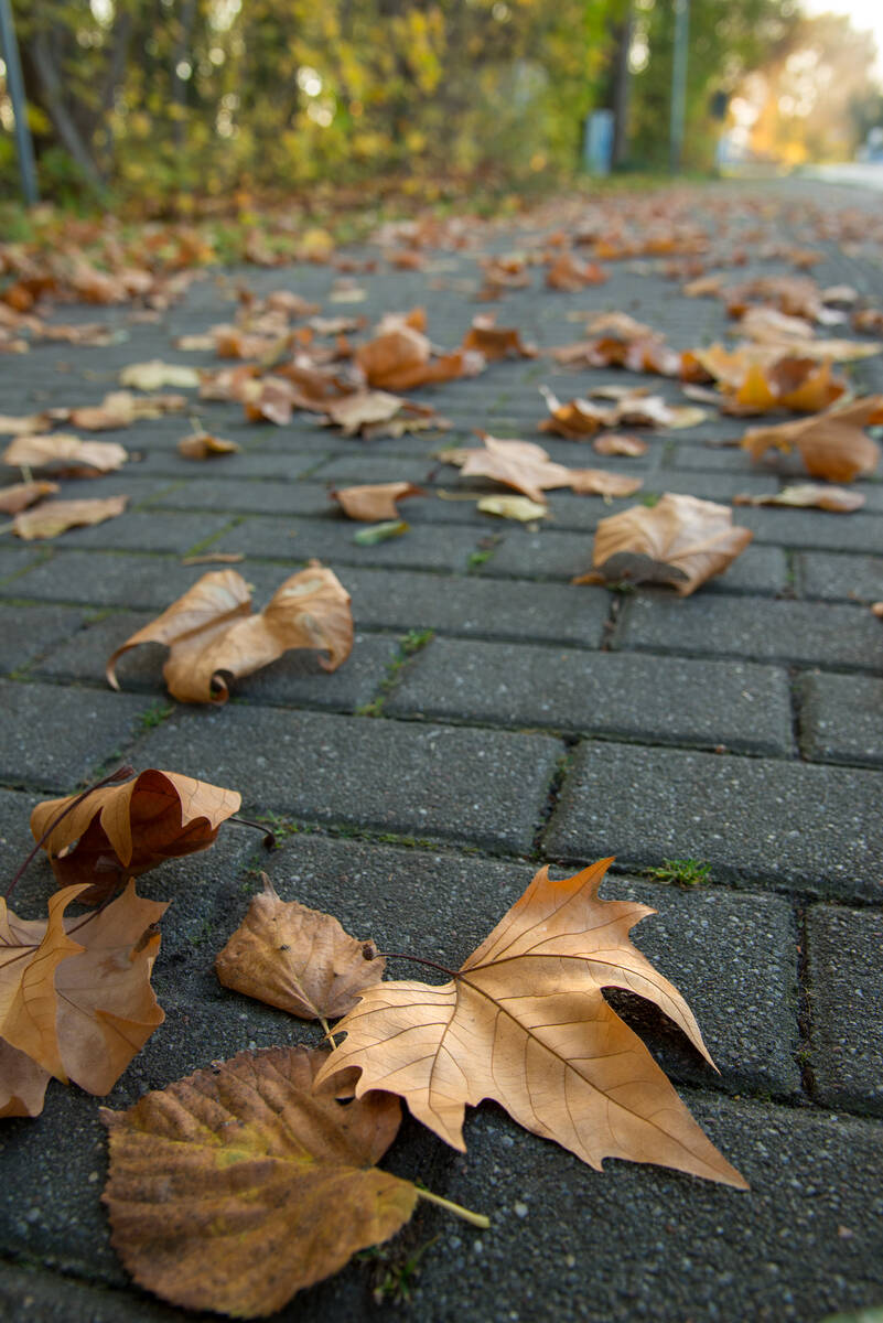 Herbstlaub auf dem Fußweg