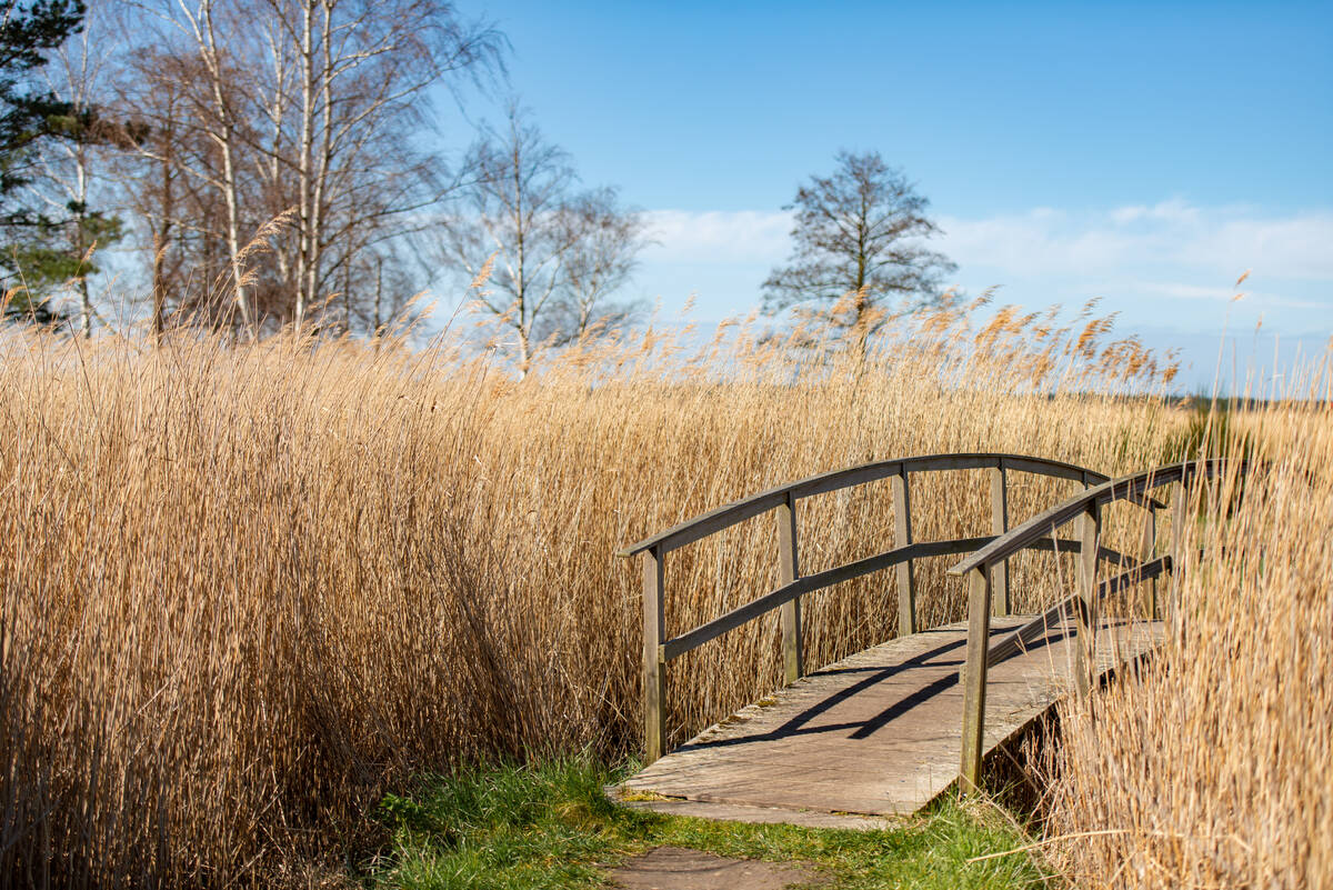 Holzbrücke führt über einen Stichgraben zwischen noch winterlichem Schilfrohr unter blauem Himmel