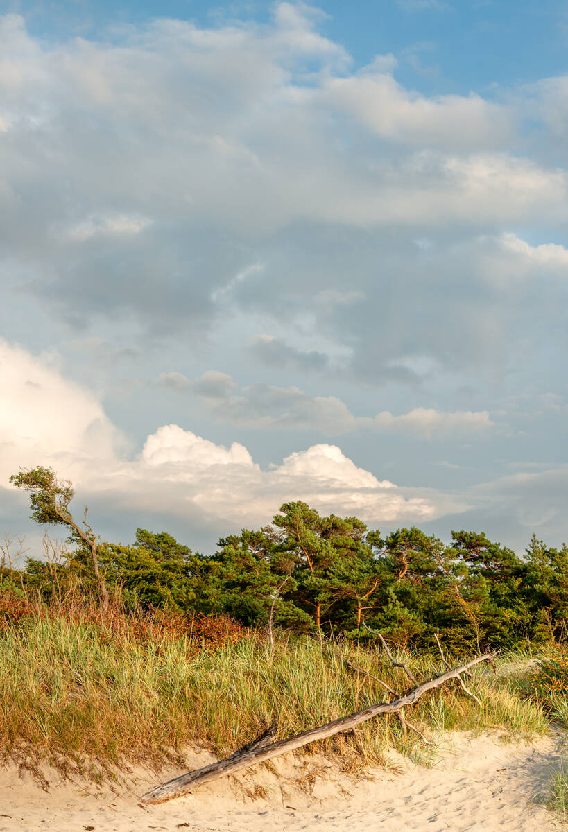 Küstendünen und Kiefern am Weststrand des Darß