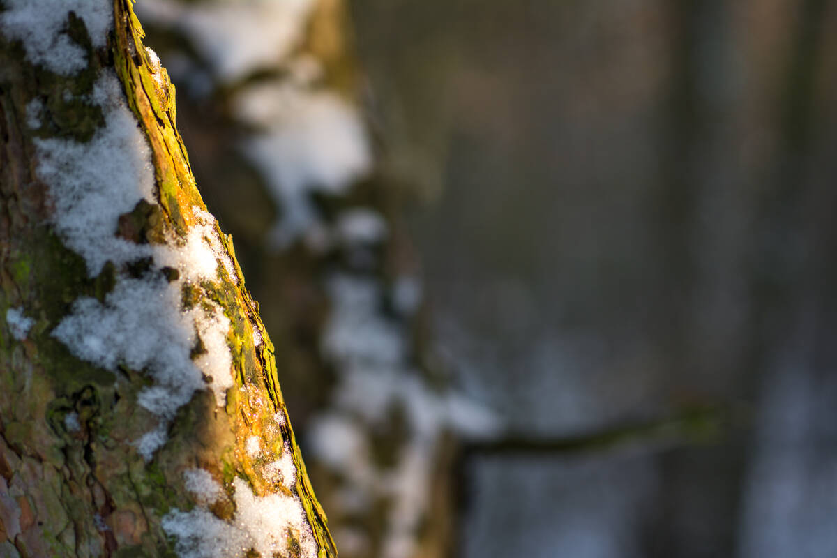 Kante eines Kiefernstammes, an dem Schnee haftet