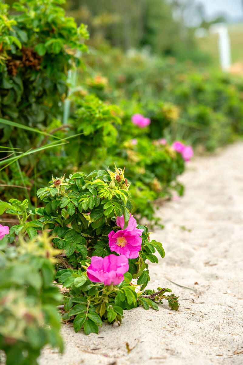 Kartoffel-Rose (Rosa Rugosa) am Weg durch die Dünen zum Strand